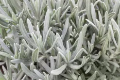 Lavandula angustifolia (Spijklavendel)