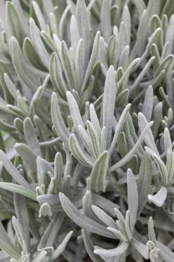 Lavandula angustifolia (Spijklavendel)