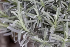 Lavandula angustifolia (Spijklavendel)