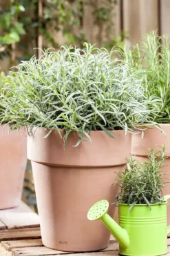 Lavandula angustifolia (Spijklavendel)