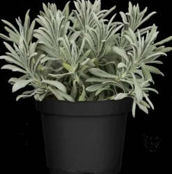 Lavandula angustifolia (Spijklavendel)