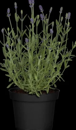 Lavandula angustifolia (Spijklavendel)