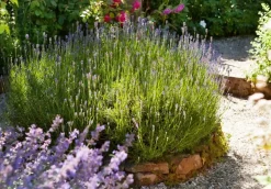 Lavandula angustifolia (Spijklavendel)