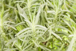 Lavandula angustifolia (Spijklavendel)