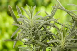 Lavandula angustifolia (Spijklavendel)