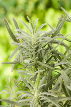 Lavandula angustifolia (Spijklavendel)