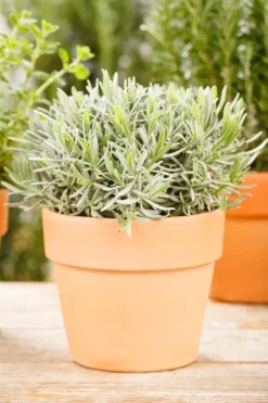 Lavandula angustifolia (Spijklavendel)