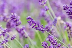 Lavandula angustifolia (Spijklavendel)