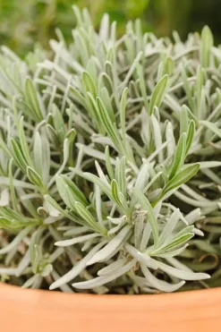 Lavandula angustifolia (Spijklavendel)
