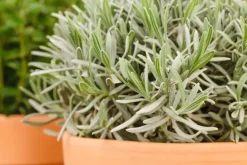 Lavandula angustifolia (Spijklavendel)