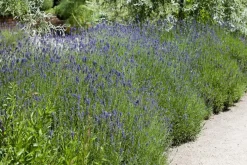 Lavandula angustifolia (Spijklavendel)