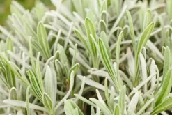 Lavandula angustifolia (Spijklavendel)