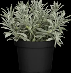 Lavandula angustifolia (Spijklavendel)