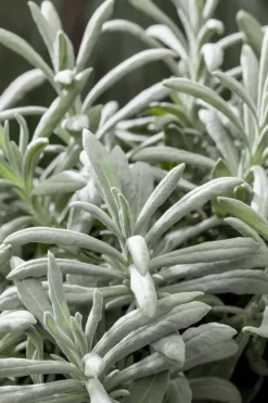 Lavandula angustifolia (Spijklavendel)