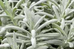 Lavandula angustifolia (Spijklavendel)