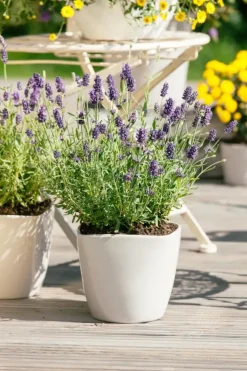Lavandula angustifolia (Spijklavendel)