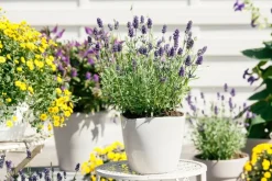 Lavandula angustifolia (Spijklavendel)