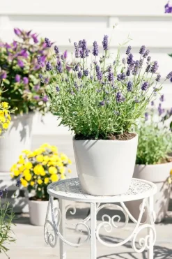 Lavandula angustifolia (Spijklavendel)