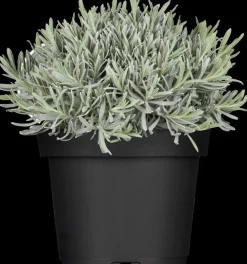 Lavandula angustifolia (Spijklavendel)