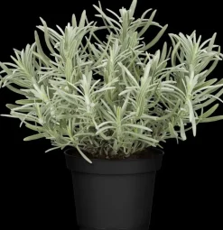 Lavandula angustifolia (Spijklavendel)