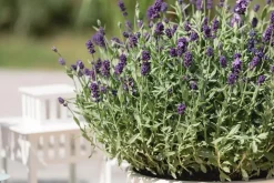 Lavandula angustifolia (Spijklavendel)