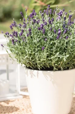 Lavandula angustifolia (Spijklavendel)