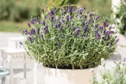 Lavandula angustifolia (Spijklavendel)