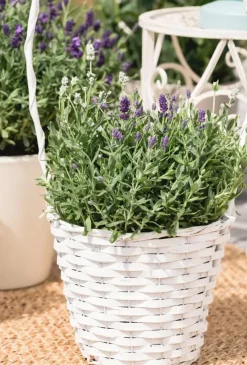 Lavandula angustifolia (Spijklavendel)