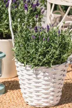 Lavandula angustifolia (Spijklavendel)