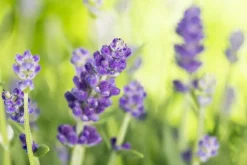 Lavandula angustifolia (Spijklavendel)