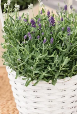 Lavandula angustifolia (Spijklavendel)