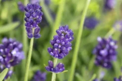 Lavandula angustifolia (Spijklavendel)