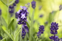 Lavandula angustifolia (Spijklavendel)