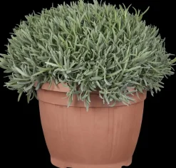 Lavandula angustifolia (Spijklavendel)