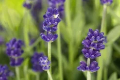 Lavandula angustifolia (Spijklavendel)