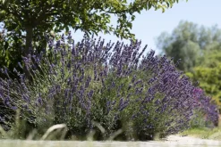 Lavandula angustifolia (Spijklavendel)