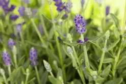 Lavandula angustifolia (Spijklavendel)