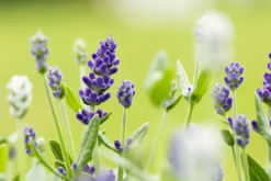 Lavandula angustifolia (Spijklavendel)