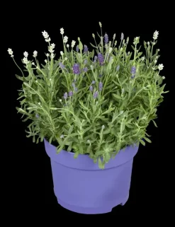 Lavandula angustifolia (Spijklavendel)