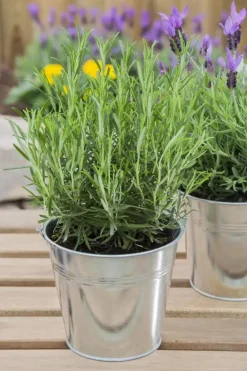 Lavandula angustifolia (Spijklavendel)