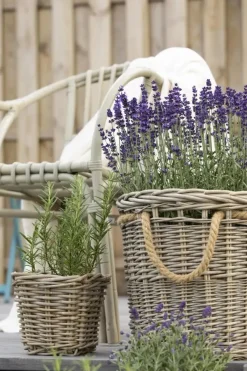 Lavandula angustifolia (Spijklavendel)