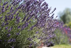 Lavandula angustifolia (Spijklavendel)