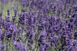 Lavandula angustifolia (Spijklavendel)