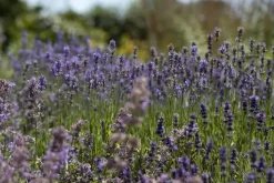 Lavandula angustifolia (Spijklavendel)