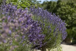 Lavandula angustifolia (Spijklavendel)