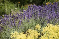 Lavandula angustifolia (Spijklavendel)