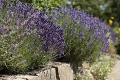 Lavandula angustifolia (Spijklavendel)
