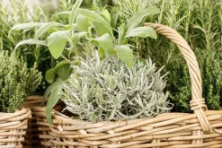 Lavandula angustifolia (Spijklavendel)