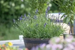 Lavandula angustifolia (Spijklavendel)