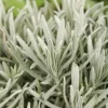 Lavandula (Lavendel)